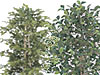 ツバキ・白樺 人工植物